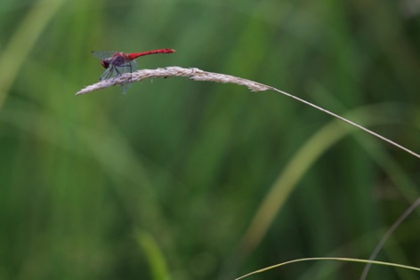 Libellula